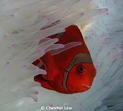 Spine-cheek Anemone fish, Manado by Chinchin Law 